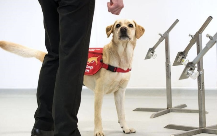 Câini antrenați să depisteze noul coronavirus, în tot mai multe aeroporturi din lume