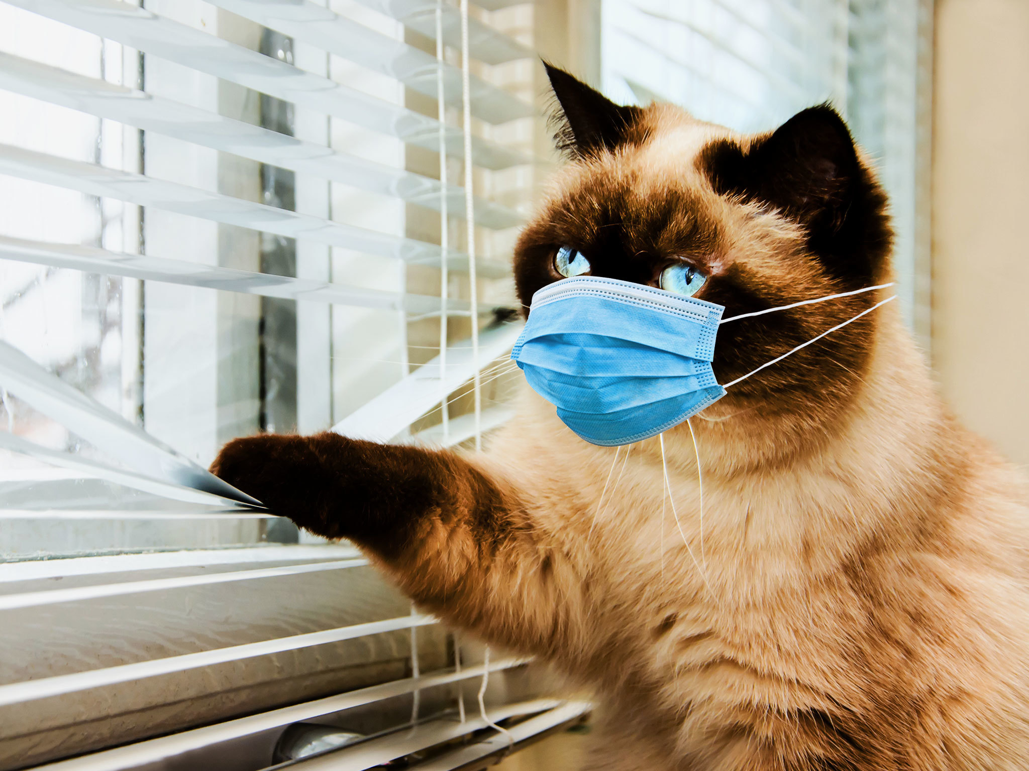 O pisică din Marea Britanie a fost infectată cu noul coronavirus