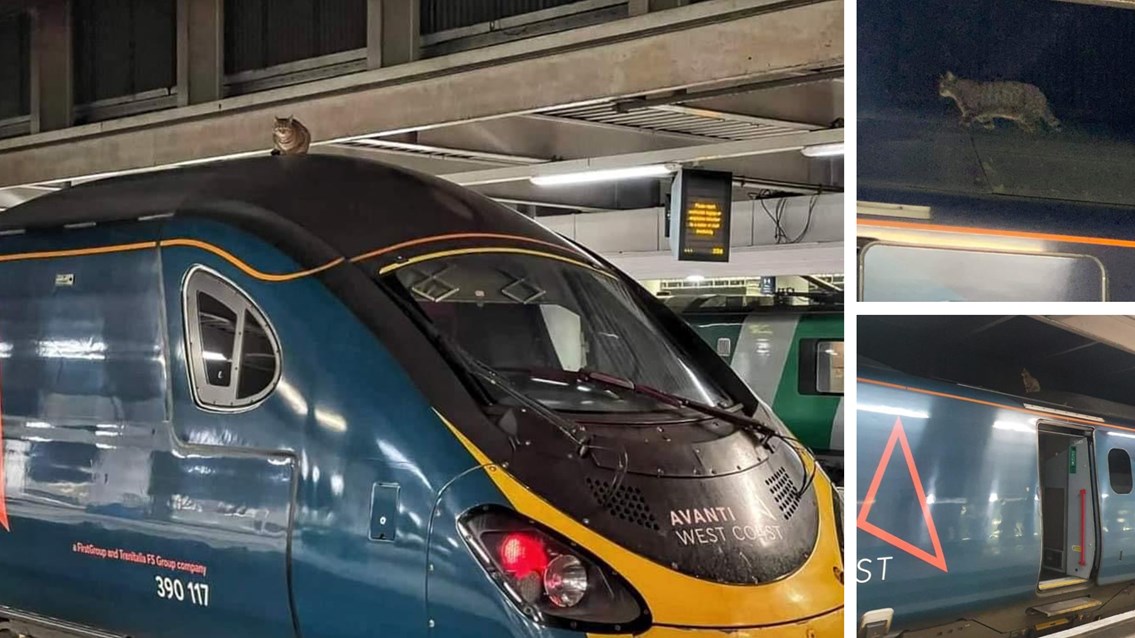 O pisică încăpățânată a ținut pe loc un tren, într-o gară din Londra