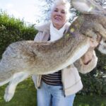 Cel mai mare iepure din lume a fost furat din gradina proprietarului său din Stoulton