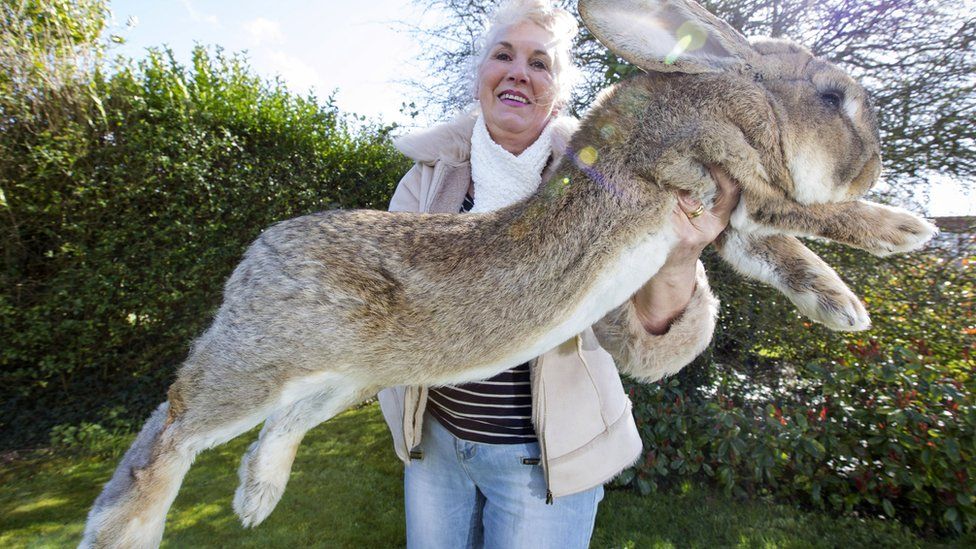 Cel mai mare iepure din lume a fost furat din gradina proprietarului său din Stoulton