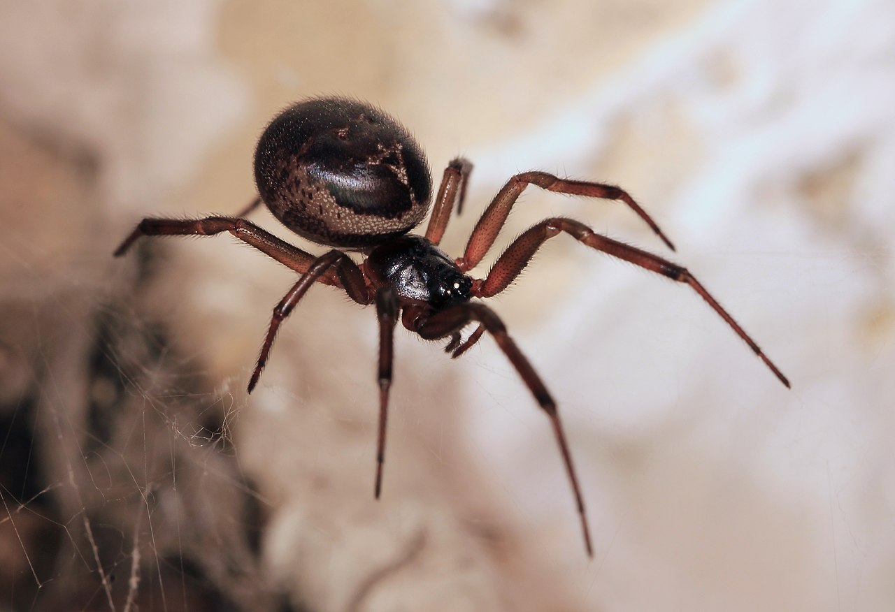Mușcăturile de păianjeni veninoși tot mai frecvente în Irlanda