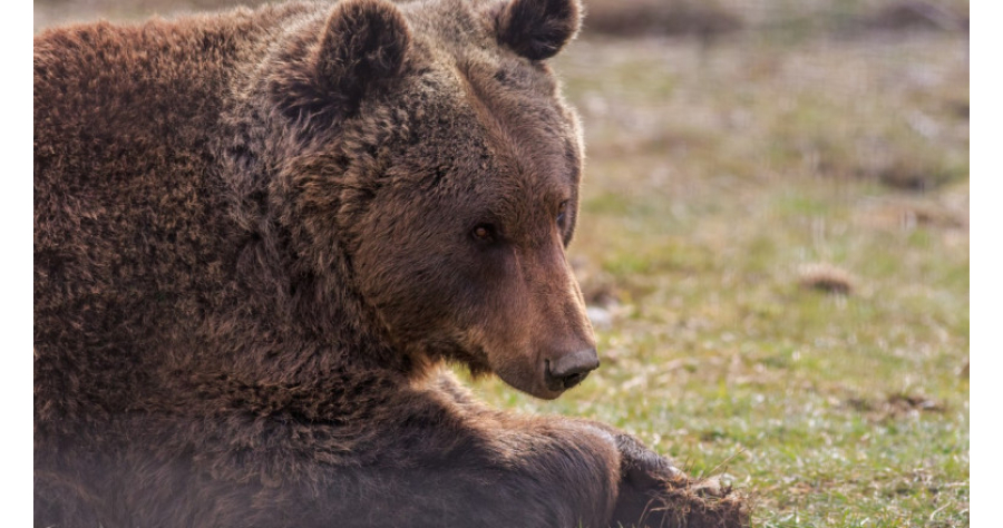 Cel mai mare urs din România, împușcat de către un prinț austriac într-o arie protejată din Covasna
