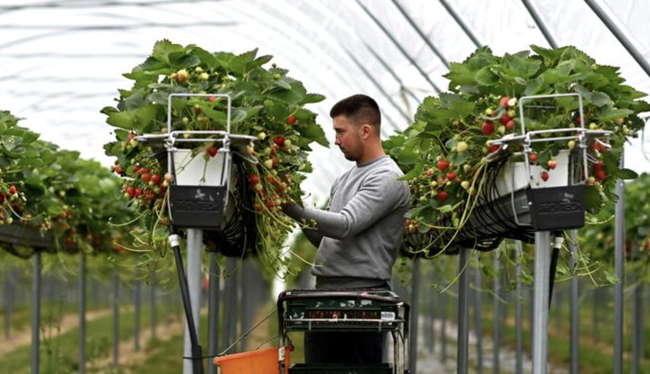 Constantin Anghel, „cel mai harnic căpșunar” al fermei care aprovizionează Wimbledon