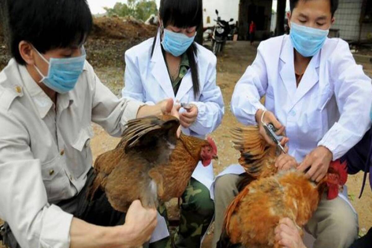 OMS anunţă un prim deces din cauza gripei aviare H3N8