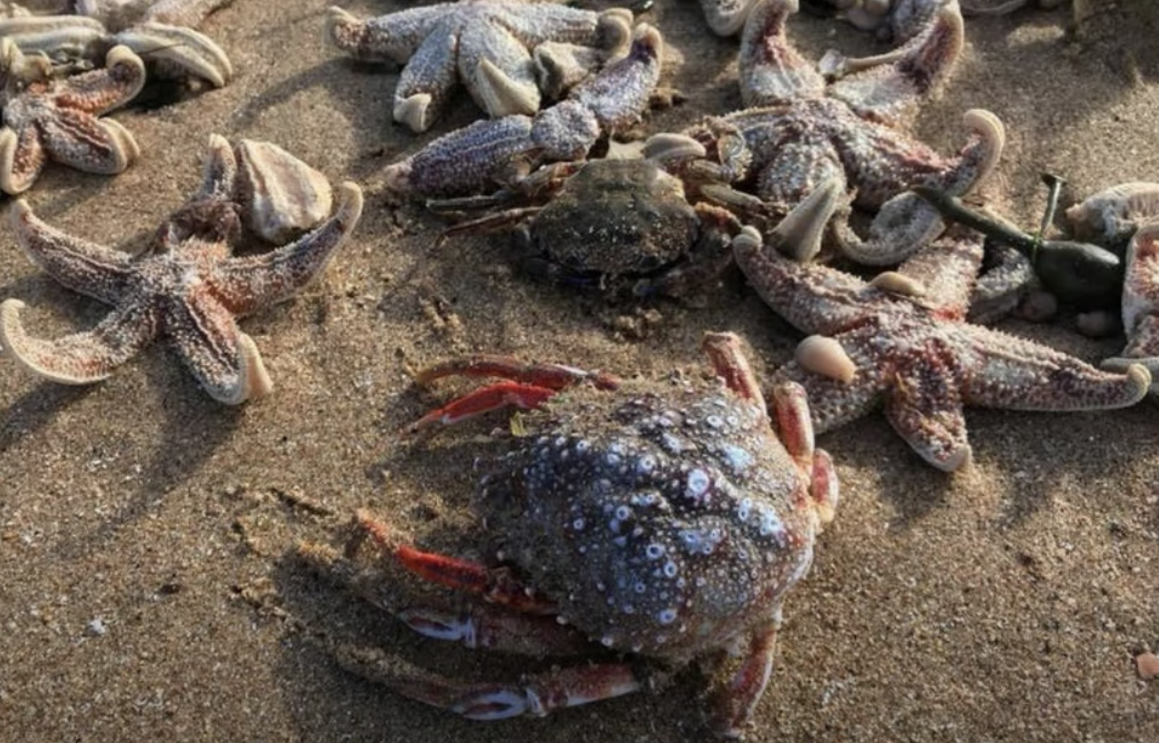 Mii de creaturi marine au eșuat pe plajele din nord-estul Angliei