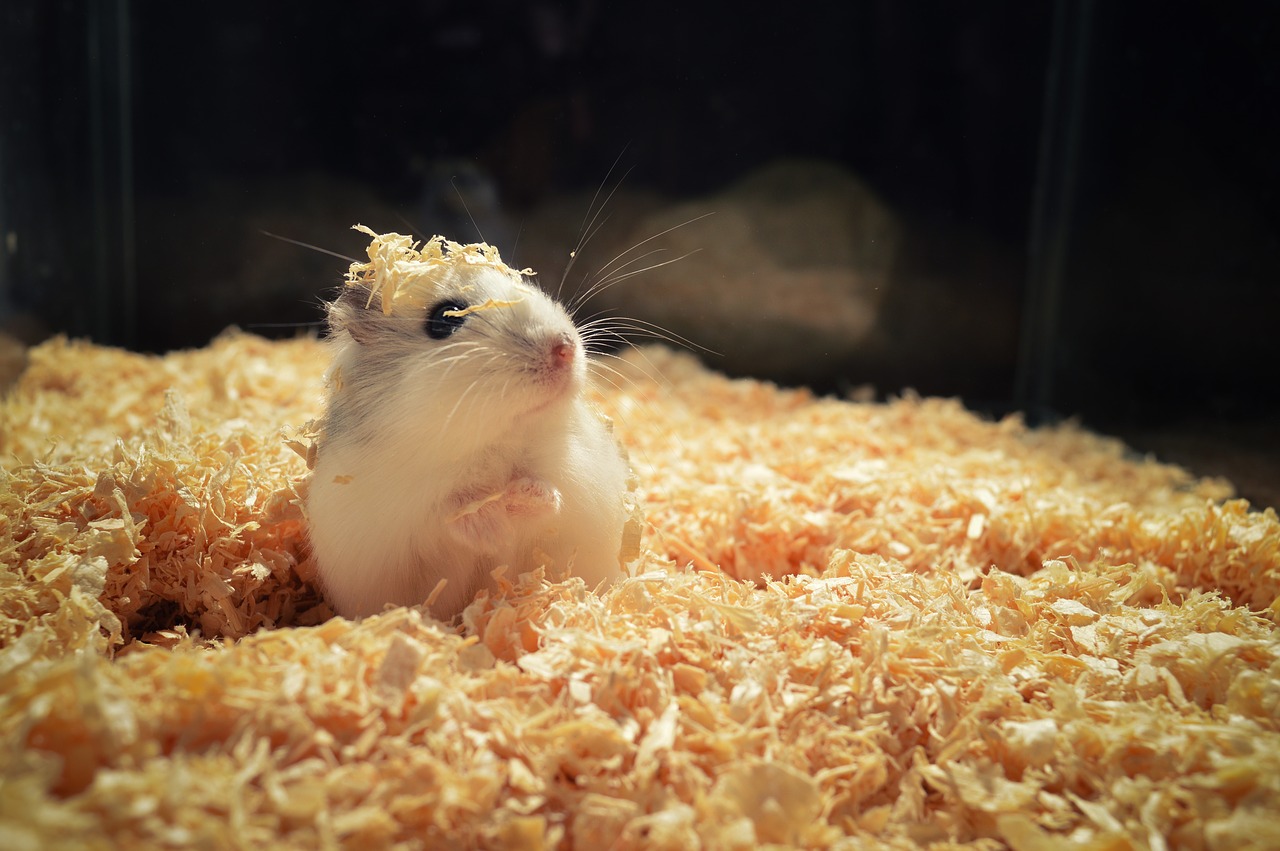Hamsterii pot transmite COVID-19 oamenilor