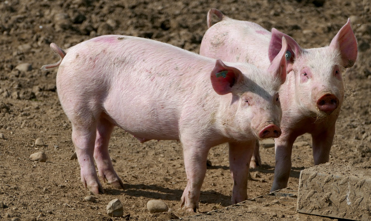Crescătorii de porci din Marea Britanie riscă să intre în faliment din lipsă de măcelari