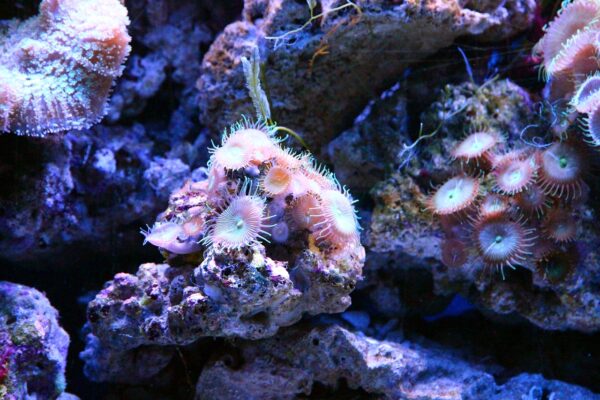 Peste 5000 de noi virusuri ARN descoperite în apa oceanelor