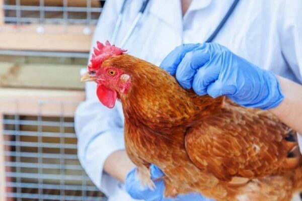 Marea Britanie se confruntă cu cel mai grav focar de gripă aviară înregistrat vreodată