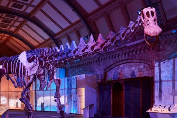 Un mulaj al unuia dintre cei mai mari dinozauri care au trăit pe Pământ, expus la Londra